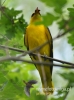 Filename=660_fotowilga~7.JPG
Filesize=77KB
Dimensions=357x480
Date added=Mar 08, 2016 660_fotowilga~7.JPG