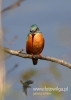 Filename=661_fotowilga~5.JPG
Filesize=59KB
Dimensions=343x480
Date added=Dec 05, 2015 661_fotowilga~5.JPG