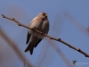 Filename=663_fotowilga~0.JPG
Filesize=201KB
Dimensions=700x525
Date added=May 26, 2019 663_fotowilga~0.JPG