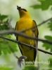 Filename=663_fotowilga~5.JPG
Filesize=72KB
Dimensions=356x480
Date added=Feb 16, 2016 663_fotowilga~5.JPG