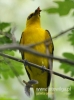 Filename=664_fotowilga~4.JPG
Filesize=72KB
Dimensions=357x480
Date added=Jan 30, 2016 664_fotowilga~4.JPG