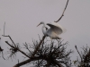 Filename=669_fotowilga~9.JPG
Filesize=216KB
Dimensions=700x525
Date added=Feb 21, 2018 669_fotowilga~9.JPG