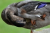 Filename=673_fotowilga~5.JPG
Filesize=81KB
Dimensions=640x427
Date added=Nov 11, 2015 673_fotowilga~5.JPG