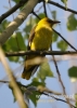 Filename=684_fotowilga~8.JPG
Filesize=77KB
Dimensions=343x480
Date added=Apr 24, 2016 684_fotowilga~8.JPG