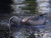 Filename=686_fotowilga~7.JPG
Filesize=340KB
Dimensions=700x525
Date added=Jan 12, 2019 686_fotowilga~7.JPG