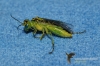 687_fotowilga~2.JPG