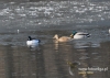 Filename=693_fotowilga~5.JPG
Filesize=118KB
Dimensions=640x457
Date added=Apr 07, 2016 693_fotowilga~5.JPG