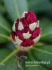 Filename=698_fotowilga~5.JPG
Filesize=60KB
Dimensions=359x480
Date added=May 02, 2016 698_fotowilga~5.JPG