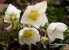 Filename=699_fotowilga~9.JPG
Filesize=99KB
Dimensions=640x469
Date added=Mar 12, 2017 699_fotowilga~9.JPG