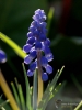 Filename=701_fotowilga~12.JPG
Filesize=231KB
Dimensions=525x700
Date added=Apr 13, 2017 701_fotowilga~12.JPG