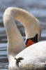 703_fotowilga~0.JPG