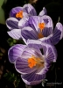 703_fotowilga~7.JPG