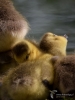 Filename=708_fotowilga~10.JPG
Filesize=233KB
Dimensions=525x700
Date added=Nov 14, 2019 708_fotowilga~10.JPG