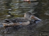 Filename=708_fotowilga~11.JPG
Filesize=341KB
Dimensions=700x525
Date added=Jan 12, 2019 708_fotowilga~11.JPG