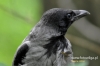 Filename=708_fotowilga~5.JPG
Filesize=85KB
Dimensions=640x427
Date added=Nov 30, 2015 708_fotowilga~5.JPG