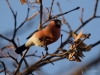Filename=712_fotowilga~5.JPG
Filesize=264KB
Dimensions=700x525
Date added=Jan 07, 2018 712_fotowilga~5.JPG