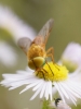 Filename=717_fotowilga~7.JPG
Filesize=204KB
Dimensions=525x700
Date added=Jul 25, 2018 717_fotowilga~7.JPG