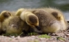 Filename=718_fotowilga~3.JPG
Filesize=230KB
Dimensions=700x437
Date added=Nov 10, 2019 718_fotowilga~3.JPG