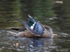 Filename=719_fotowilga~5.JPG
Filesize=333KB
Dimensions=700x525
Date added=Jan 12, 2019 719_fotowilga~5.JPG