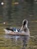 Filename=726_fotowilga~5.JPG
Filesize=277KB
Dimensions=525x700
Date added=Jul 05, 2019 726_fotowilga~5.JPG