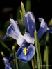 Filename=726_fotowilga~6.JPG
Filesize=208KB
Dimensions=525x700
Date added=Oct 12, 2019 726_fotowilga~6.JPG