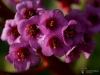 Filename=732_fotowilga~6.JPG
Filesize=241KB
Dimensions=700x525
Date added=Jun 22, 2017 732_fotowilga~6.JPG