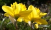 Filename=733_fotowilga~2.JPG
Filesize=88KB
Dimensions=640x384
Date added=Feb 23, 2017 733_fotowilga~2.JPG