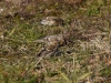 Filename=734_fotowilga~6.JPG
Filesize=394KB
Dimensions=700x525
Date added=Jan 06, 2019 734_fotowilga~6.JPG