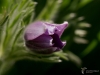 Filename=737_fotowilga~2.JPG
Filesize=218KB
Dimensions=700x525
Date added=May 20, 2017 737_fotowilga~2.JPG
