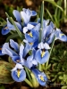 Filename=738_fotowilga~7.JPG
Filesize=294KB
Dimensions=525x700
Date added=Aug 14, 2019 738_fotowilga~7.JPG