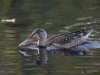 Filename=743_fotowilga~10.JPG
Filesize=285KB
Dimensions=700x525
Date added=Jan 12, 2019 743_fotowilga~10.JPG