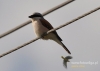 Filename=743_fotowilga~6.JPG
Filesize=68KB
Dimensions=640x457
Date added=Jul 18, 2016 743_fotowilga~6.JPG