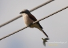 Filename=744_fotowilga~4.JPG
Filesize=66KB
Dimensions=640x457
Date added=Jul 19, 2016 744_fotowilga~4.JPG