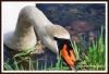 Filename=746_fotowilga~0.JPG
Filesize=116KB
Dimensions=720x496
Date added=May 31, 2013 746_fotowilga~0.JPG