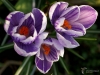 749_fotowilga~7.JPG