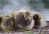 Filename=750_fotowilga~6.JPG
Filesize=245KB
Dimensions=700x486
Date added=Nov 10, 2019 750_fotowilga~6.JPG