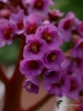 Filename=751_fotowilga~5.JPG
Filesize=241KB
Dimensions=525x700
Date added=Jan 10, 2018 751_fotowilga~5.JPG