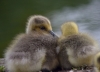 Filename=752_fotowilga~3.JPG
Filesize=225KB
Dimensions=700x504
Date added=Nov 11, 2019 752_fotowilga~3.JPG