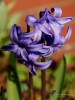 Filename=760_fotowilga~6.JPG
Filesize=245KB
Dimensions=525x700
Date added=Jun 22, 2017 760_fotowilga~6.JPG