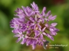Filename=762_fotowilga~3.JPG
Filesize=90KB
Dimensions=640x479
Date added=May 01, 2016 762_fotowilga~3.JPG