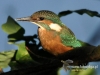 764_fotowilga~2.JPG