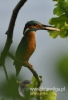 Filename=768_fotowilga~0.JPG
Filesize=64KB
Dimensions=328x480
Date added=Jan 16, 2016 768_fotowilga~0.JPG