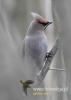 Filename=773_fotowilga~3.JPG
Filesize=64KB
Dimensions=343x480
Date added=Dec 29, 2014 773_fotowilga~3.JPG