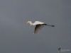 Filename=781_fotowilga~4.JPG
Filesize=164KB
Dimensions=700x525
Date added=Apr 22, 2018 781_fotowilga~4.JPG
