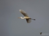 Filename=784_fotowilga~6.JPG
Filesize=161KB
Dimensions=700x525
Date added=Apr 22, 2018 784_fotowilga~6.JPG