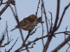 Filename=784_fotowilga~7.JPG
Filesize=221KB
Dimensions=700x525
Date added=Jan 06, 2019 784_fotowilga~7.JPG