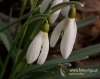 Filename=785_fotowilga~5.JPG
Filesize=95KB
Dimensions=603x480
Date added=Mar 21, 2017 785_fotowilga~5.JPG