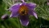 Filename=786_fotowilga~5.JPG
Filesize=191KB
Dimensions=700x409
Date added=Apr 29, 2017 786_fotowilga~5.JPG
