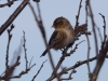 Filename=786_fotowilga~6.JPG
Filesize=213KB
Dimensions=700x525
Date added=Jan 06, 2019 786_fotowilga~6.JPG