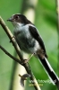 789_fotowilga~2.JPG